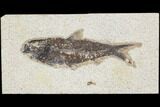 Fossil Fish (Knightia) - Green River Formation #126148-1
